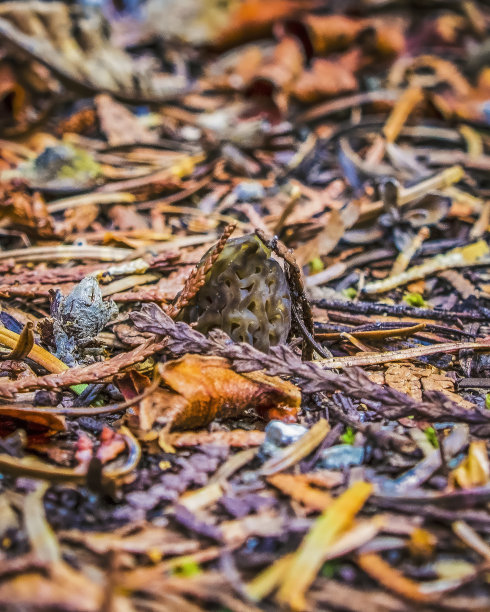 野生羊肚菌图片下载