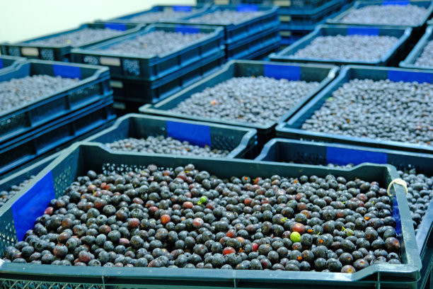 全帧近距离背景蓝莓，大组对象。图片下载