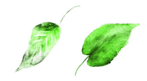 水彩叶子在白色的背景。集图片下载