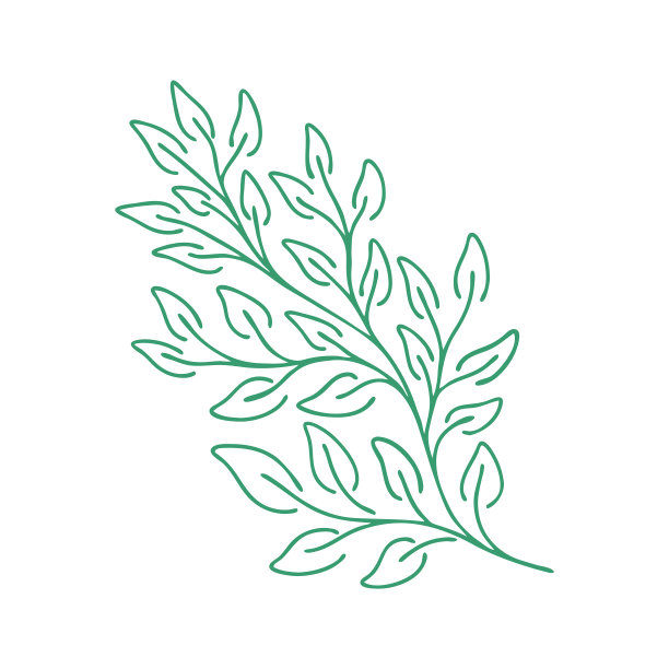 优雅的绿枝。轮廓的叶子。向量孤立的元素。园林植物。图片下载