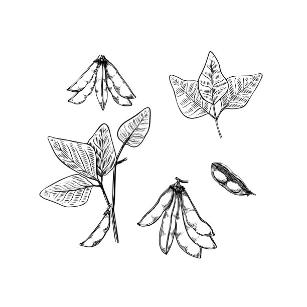 绿色大豆植物大豆素描在黑色背景的复古风格。古董自然插图。矢量手绘插图。自然艺术线条。图片下载