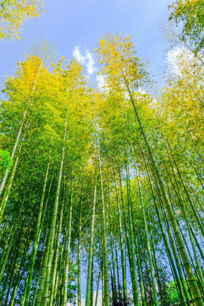 竹子长得很高图片下载