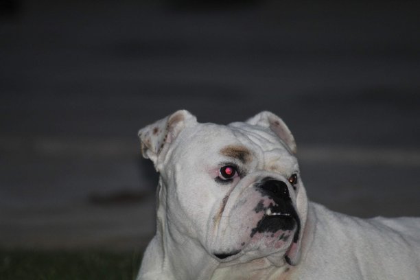 英国牛头犬图片下载