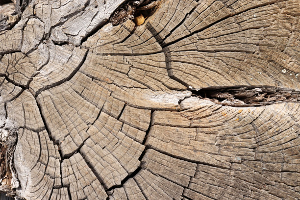 木质横截面。抽象的木材纹理背景。图片下载