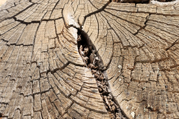 木质横截面。抽象的木材纹理背景。图片下载