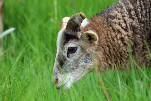 绵羊看着摄像机图片下载