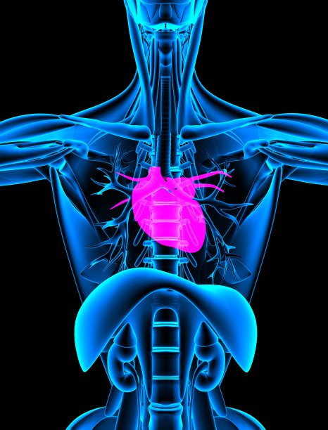 红心x光近照图片下载