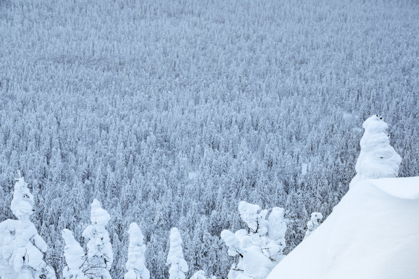 山坡上的雪堆里结了冰的树图片下载