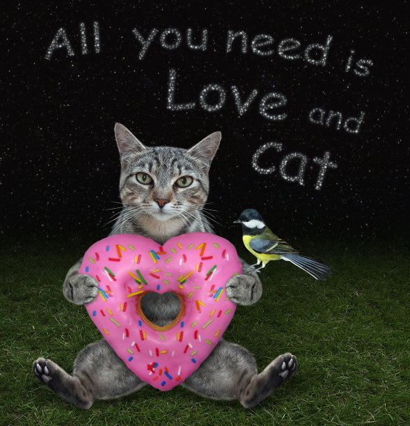 猫灰在草地上和心形甜甜圈图片下载