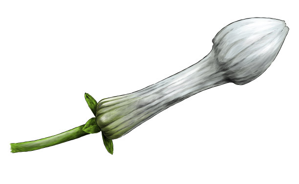 未开封的茉莉花花蕾侧视图图片下载