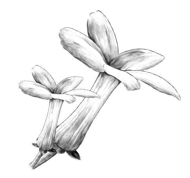 侧视图两朵茉莉花花蕾绽放图片下载