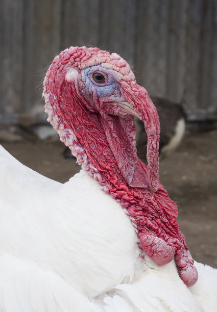 黑色背景上的白色火鸡。可怕的鸟。图片下载