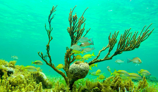 珊瑚礁上的生命。图片下载