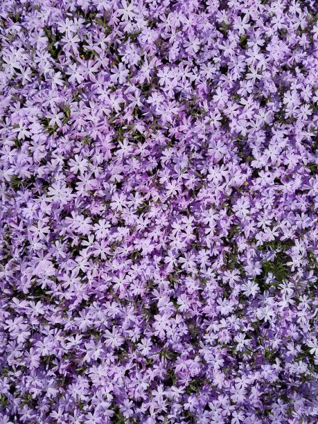 紫色的花图片下载