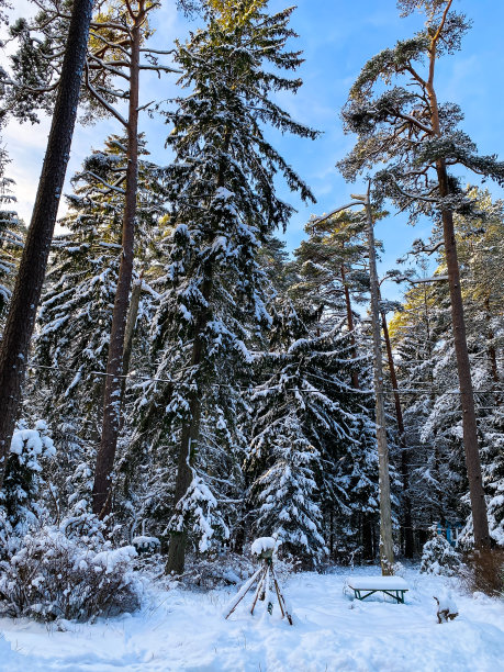 森林里的冬天图片下载