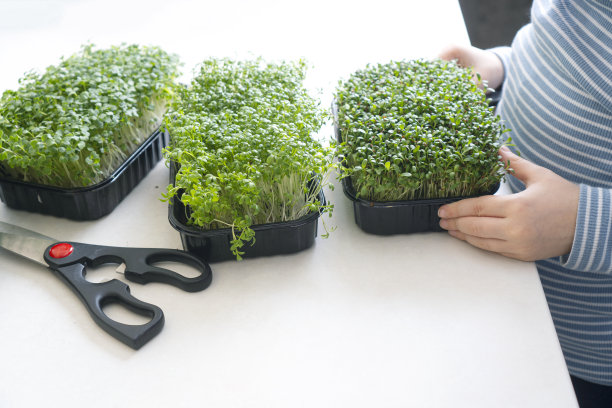 小孩子的手触摸托盘里的微绿色芽图片下载