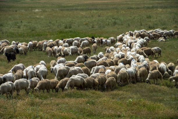 在绿色的田野上吃草的绵羊图片下载