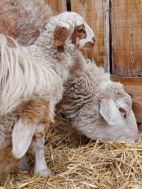 可爱的新生小羊羔和妈妈在农田里吃干草图片下载