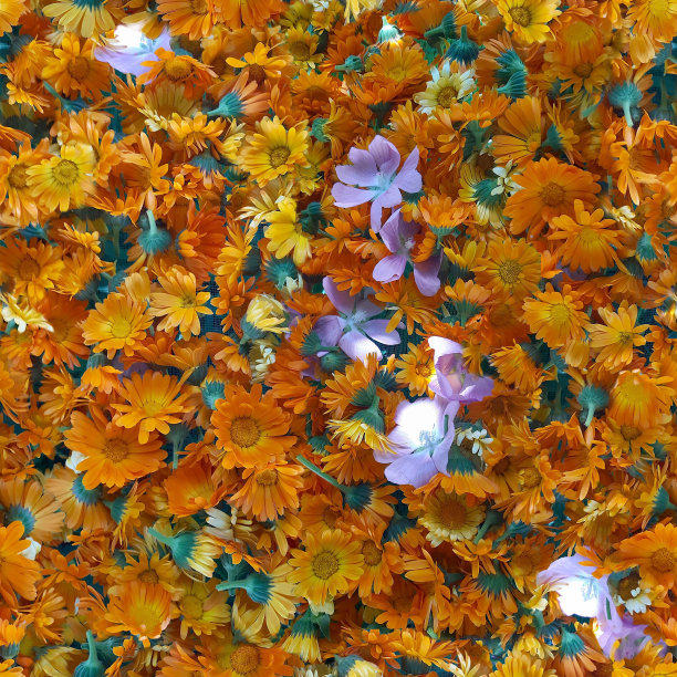 金盏花或金盏花照片背景。自然无缝模式。中药材收获。图片下载