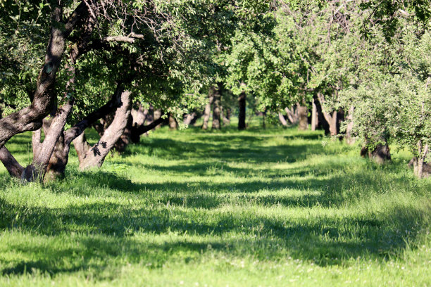 老树枝和绿草的小路图片下载