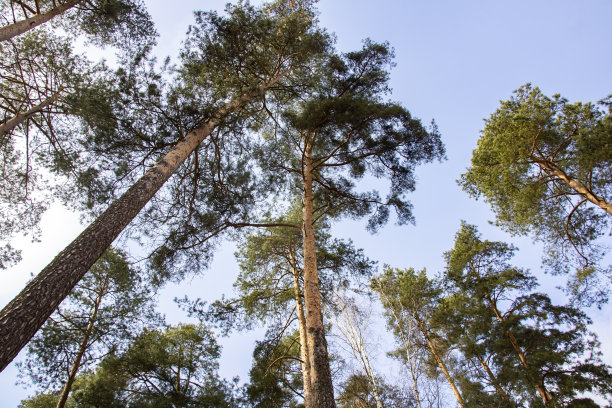 高耸的松树顶映衬着蓝天图片下载