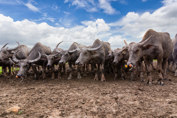 许多海水牛居民的圈地Talay Noi是一个河盆地，在宋卡湖的顶部，Phatthalung图片下载