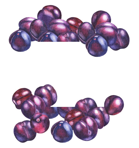 李子框架。水彩图片下载