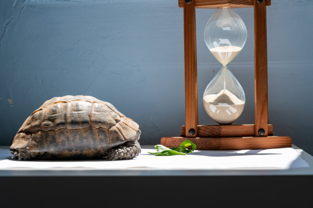 时间和速度概念乌龟和沙漏的照片图片下载