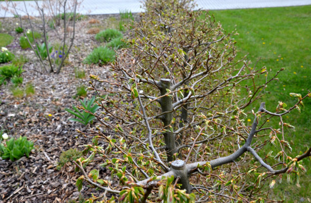 在春天，角木绿色的树篱繁茂的叶子让轻的树干和更大的树枝图片下载