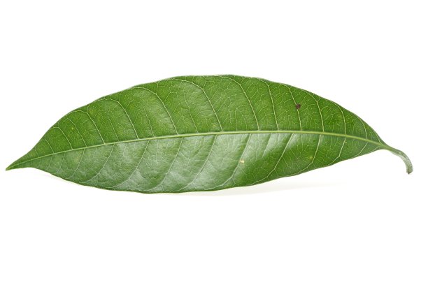 芒果叶绿色图片下载