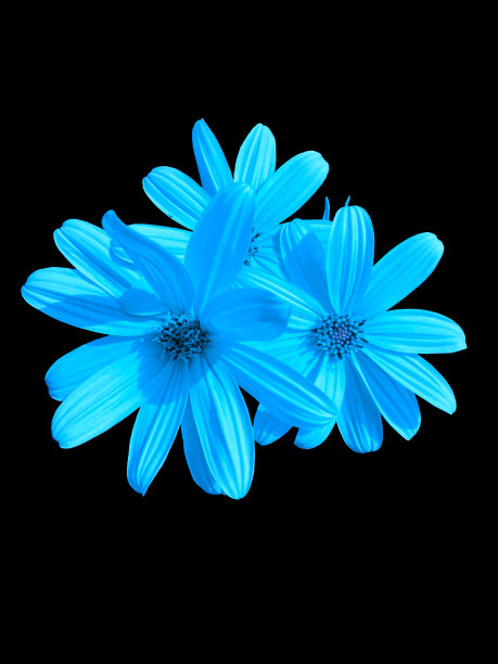 盛开的菊芋向日葵特写图片下载