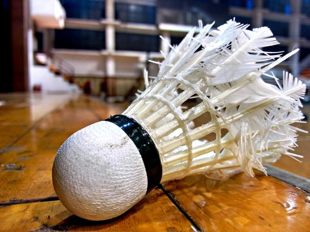 一个破旧的羽毛球鸟的特写。图片下载