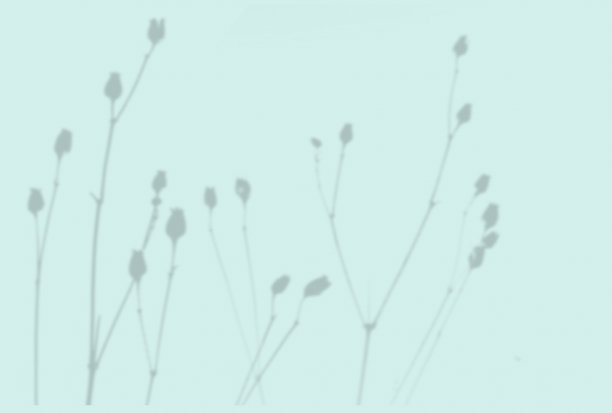 夏季背景的植物阴影。一种奇异植物的影子挂在蓝色的墙上。模型图片下载