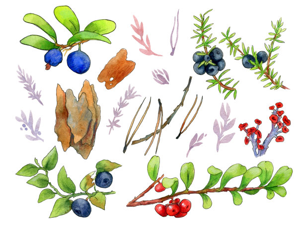 一套水彩元素-马尾，越橘，石南，树皮，松针和树枝。图片下载
