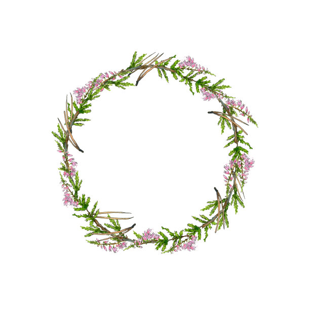 圆形水彩花环石南，装饰的树枝和野生浆果在白色的背景。图片下载