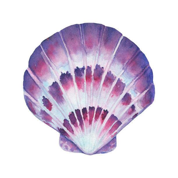 海贝水彩插图。水彩手绘海贝壳孤立的白色背景图片下载