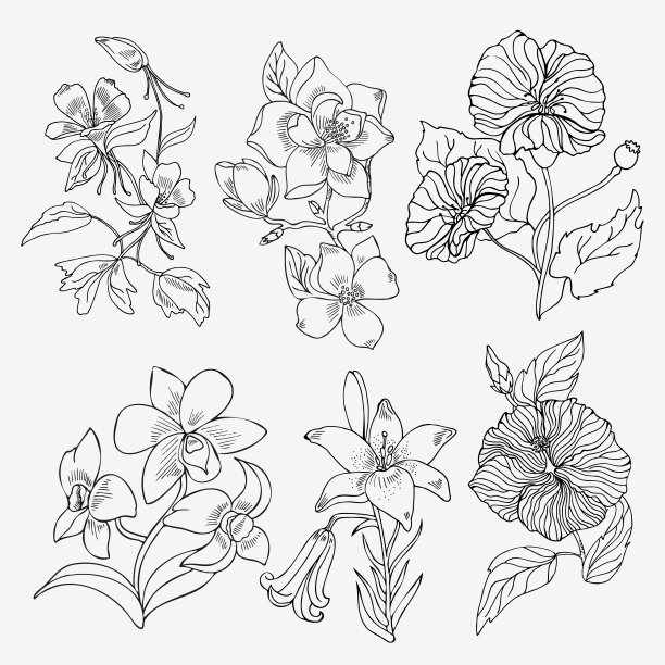 白色背景上的一组线性的黑色颜色。装饰元素设计，应用于婚礼请柬的设计。每股收益10。图片下载