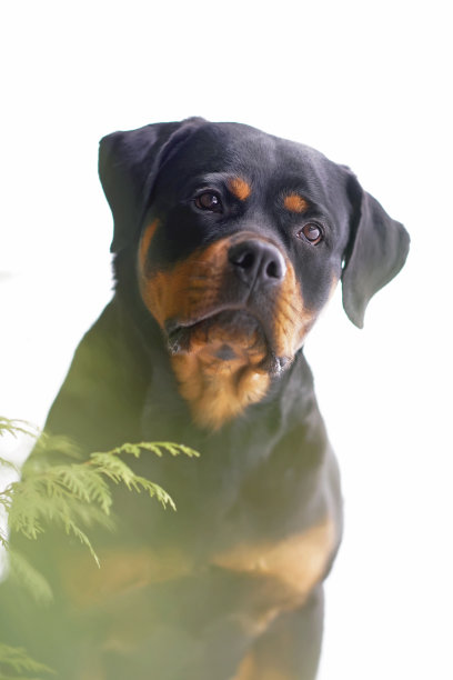 可爱的黑色和棕褐色罗威纳犬在冬季户外摆姿势的肖像图片下载