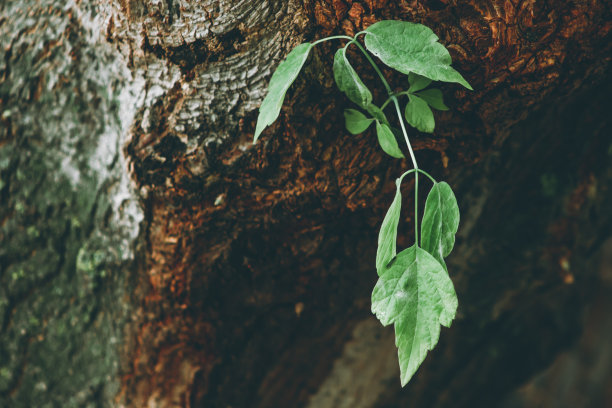 一根新生的树枝和一些树叶在树干上的库存照片图片下载