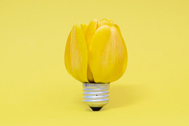 黄色背景上的灯泡生态闪电形状的郁金香花的开花照片图片下载