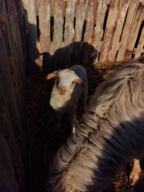 孤立的绵羊在吃农场的干草，可爱的新生羊羔看着镜头图片下载