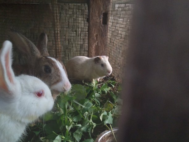 兔子和豚鼠图片下载