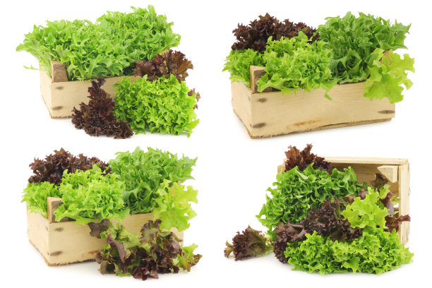 新鲜收获的红绿卷莴苣装在木箱里图片下载