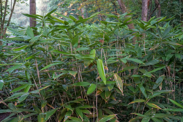 英国林地生长的入侵性竹子图片下载