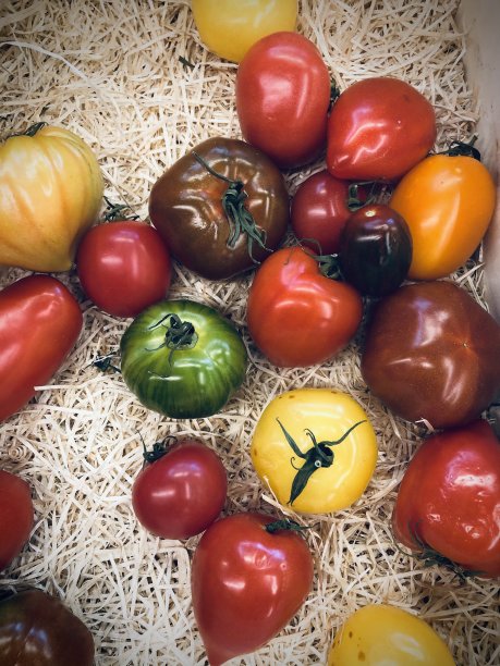 篮子里剩下的五颜六色的西红柿图片下载