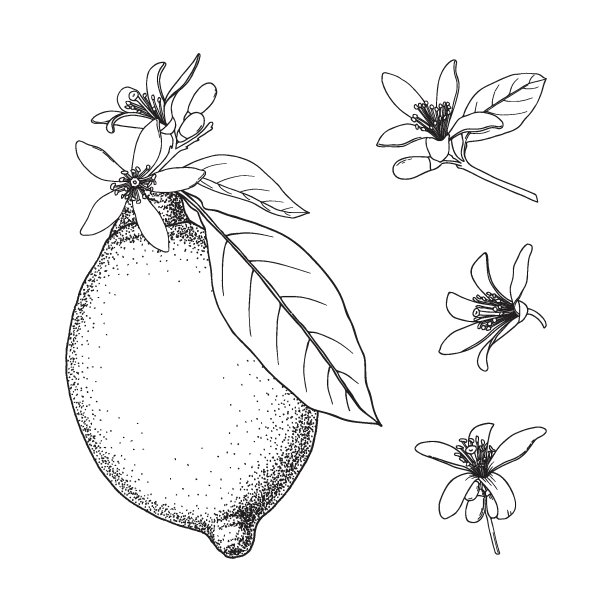 柠檬。有花和叶的柑橘类水果。手绘矢量图像。复古墨水插图，孤立在白色背景。图片下载