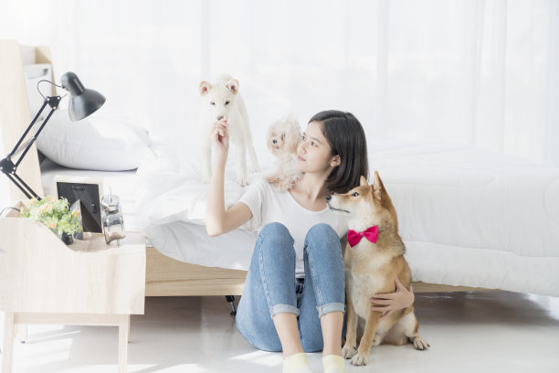 宠物情人的概念。年轻女子，马耳他犬和柴犬。一名亚洲妇女和一只日本柴犬在卧室的床上休息。一个亚洲女孩和三条狗坐在一起。图片下载