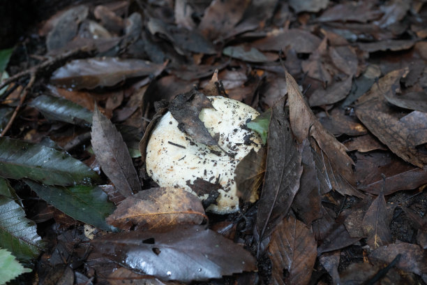 野生白蘑菇图片下载