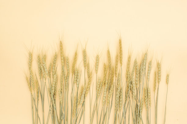 小麦图片下载
