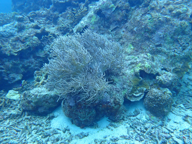 冲绳的珊瑚礁图片下载